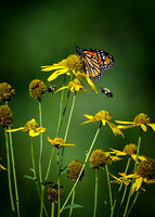 Two Bee Friends