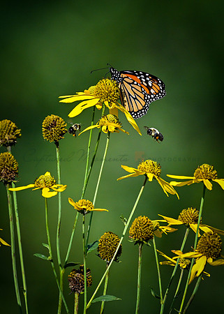 Two Bee Friends