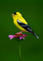 Goldfinch on Coneflower