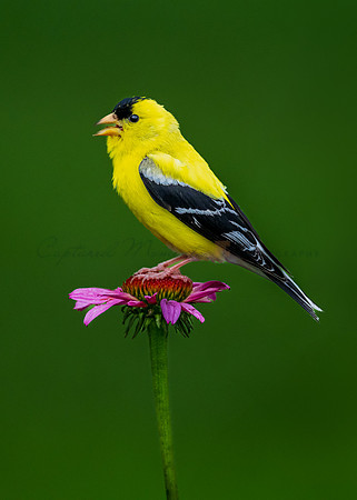 Goldfinch on Coneflower