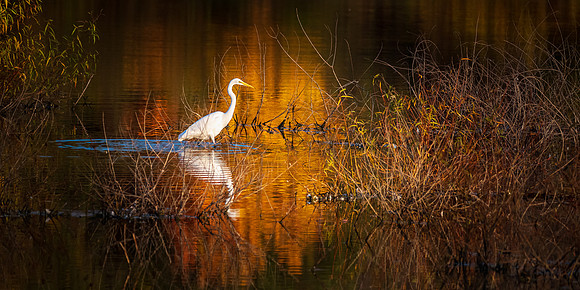 Golden Egret