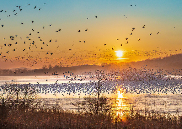 Migration Morning