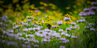 Black Swallowtail on Bee Balm