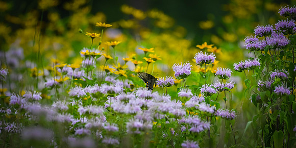Black Swallowtail on Bee Balm