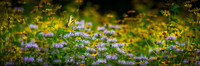 Swallowtail Wildflowers