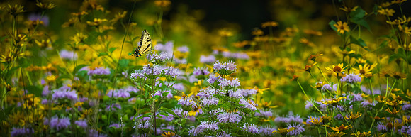 Swallowtail Wildflowers