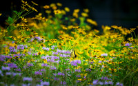 Wildflower Swallowtail
