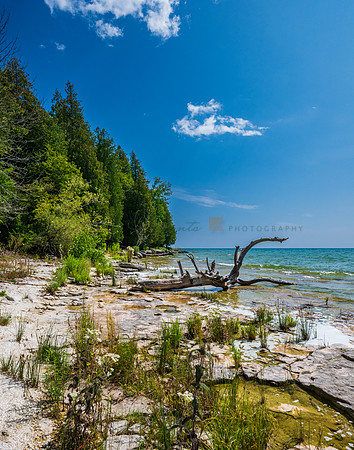 Newport State Park Driftwood