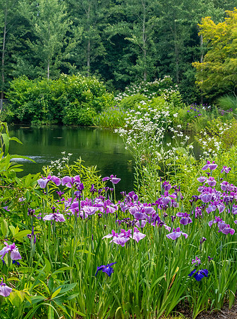 Iris by the Lake