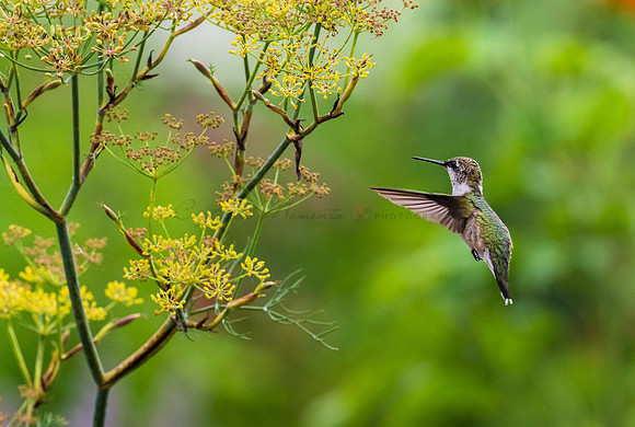 Ruby Throated Hummingbird
