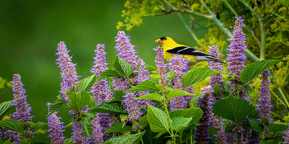 Goldfinch