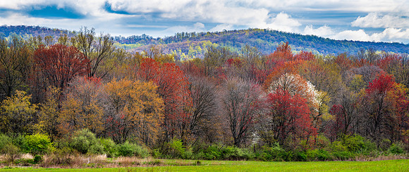 The Colors of Spring
