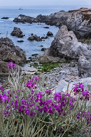 Coastal Scene Pacific Grove