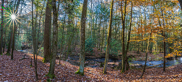 First Light In The Forest