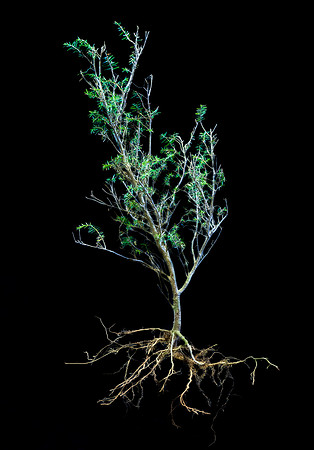 Wood Web Hemlock