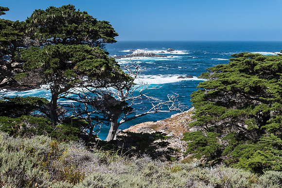 Point Lobos Morning