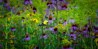 Hiding Goldfinch