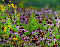 In Flight Goldfinch