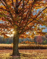 October Oak