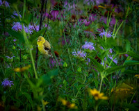 Hidden Goldfinch