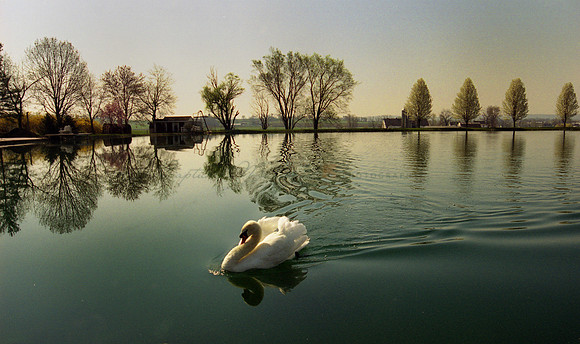 Pond Swan Reflection