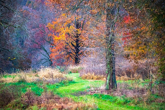 A Walk In The Woods