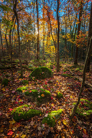 Forest Floor